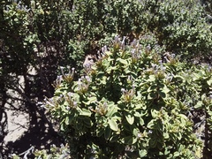 Lampaya castellani (Lampayo castellani)