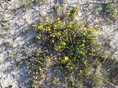 Lampranthus explanatus (Lampranthus explanatus)