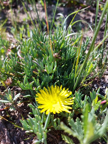 Lampranthus explanatus (Lampranthus explanatus)