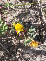 Lampranthus explanatus (Lampranthus explanatus)
