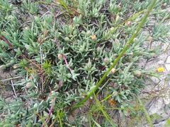 Lampranthus explanatus (Lampranthus explanatus)