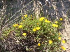 Lampranthus explanatus (Lampranthus explanatus)