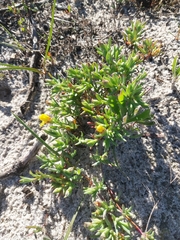 Lampranthus explanatus (Lampranthus explanatus)