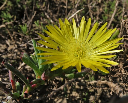 Lampranthus explanatus (Lampranthus explanatus)