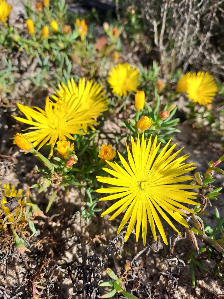 Lampranthus explanatus (Lampranthus explanatus)