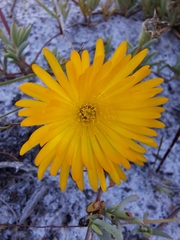 Lampranthus explanatus (Lampranthus explanatus)