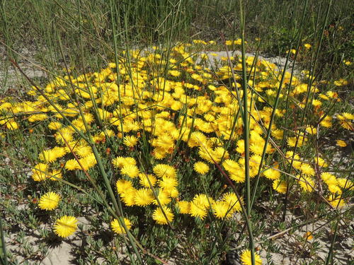 Lampranthus explanatus (Lampranthus explanatus)