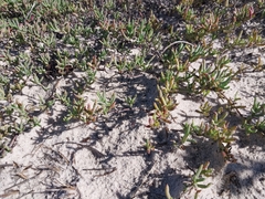 Lampranthus explanatus (Lampranthus explanatus)