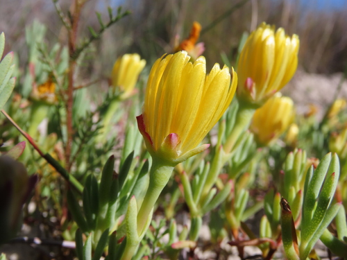 Lampranthus explanatus (Lampranthus explanatus)