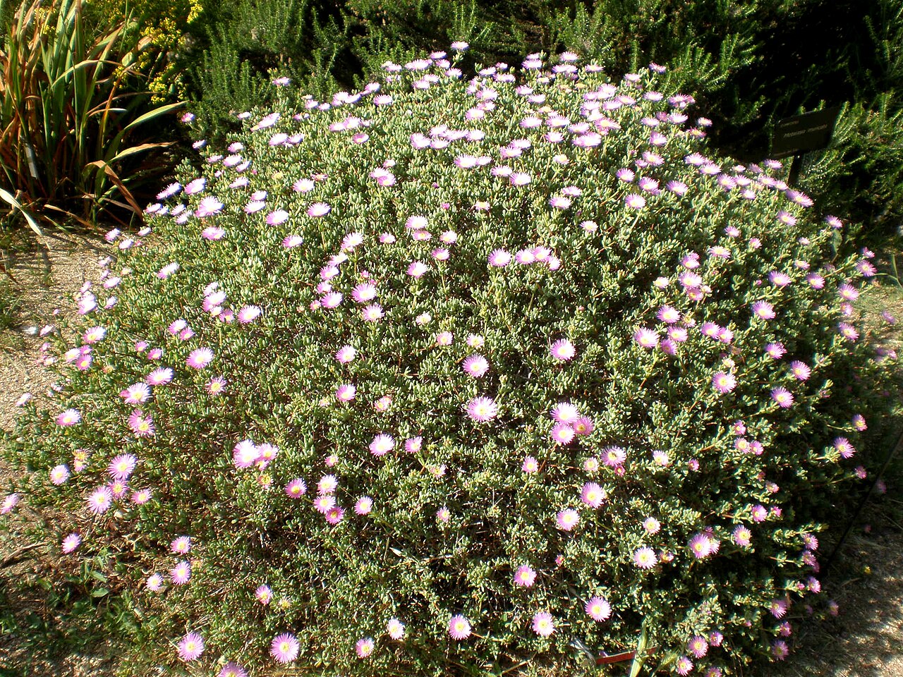 Lampranthus falcatus: Jardín Botánico de Barcelona.