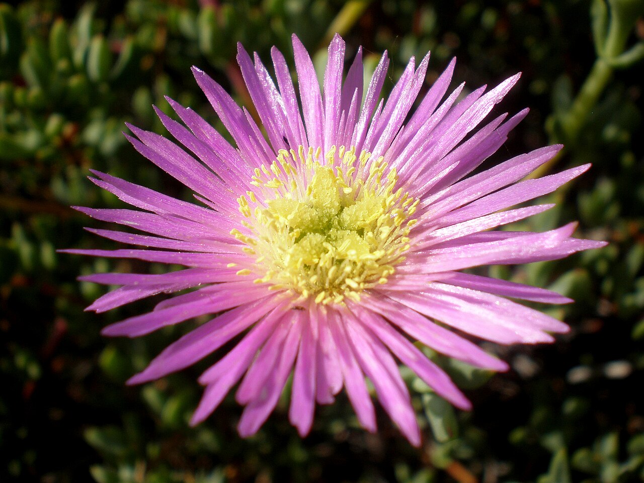 Lampranthus falcatus: Jardín Botánico de Barcelona.