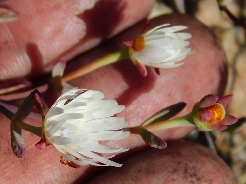 Lampranthus falcatus (Lampranthus falcatus)