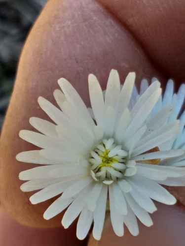 Lampranthus falcatus (Lampranthus falcatus)