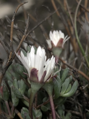 Lampranthus falcatus (Lampranthus falcatus)