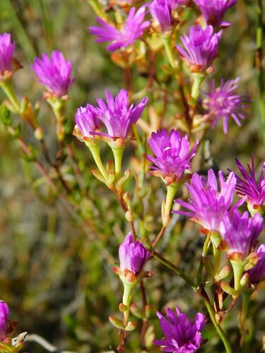 Lampranthus falcatus (Lampranthus falcatus)