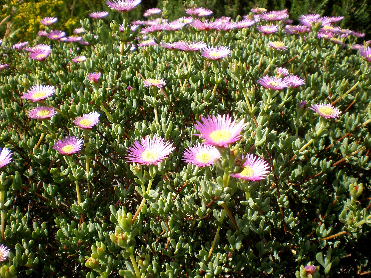 Lampranthus falcatus: Jardín Botánico de Barcelona.