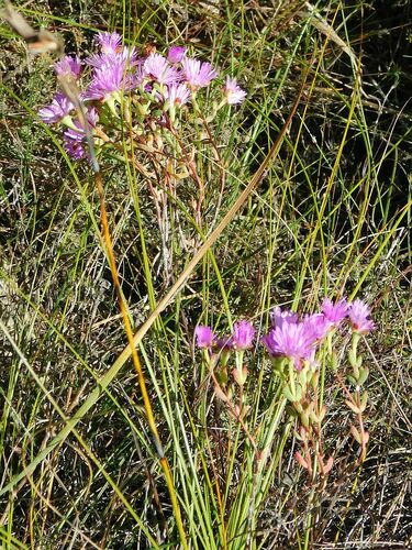 Lampranthus falcatus (Lampranthus falcatus)