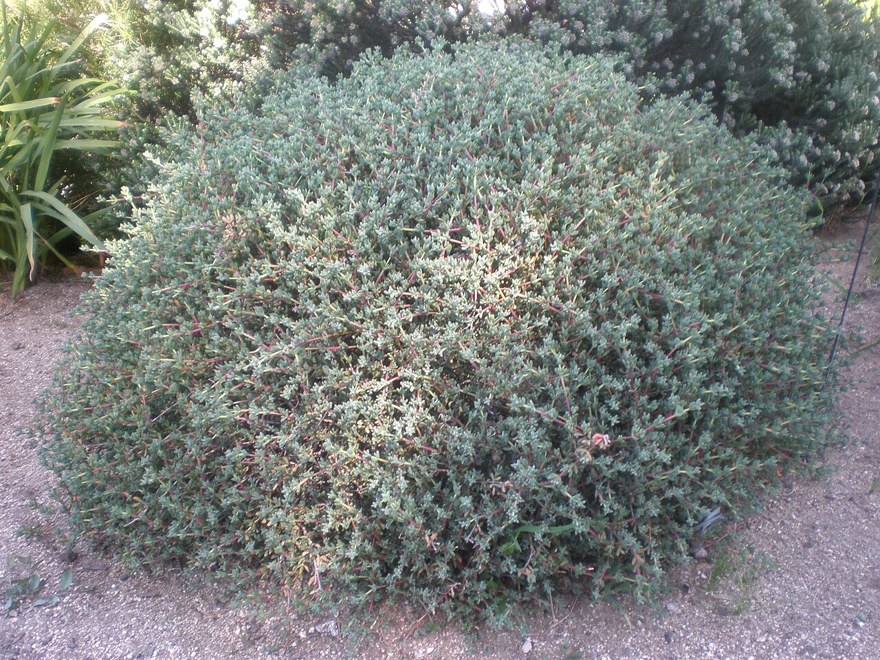 Lampranthus falcatus: Jardín Botánico de Barcelona.