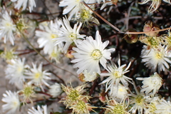 Lampranthus falcatus (Lampranthus falcatus)