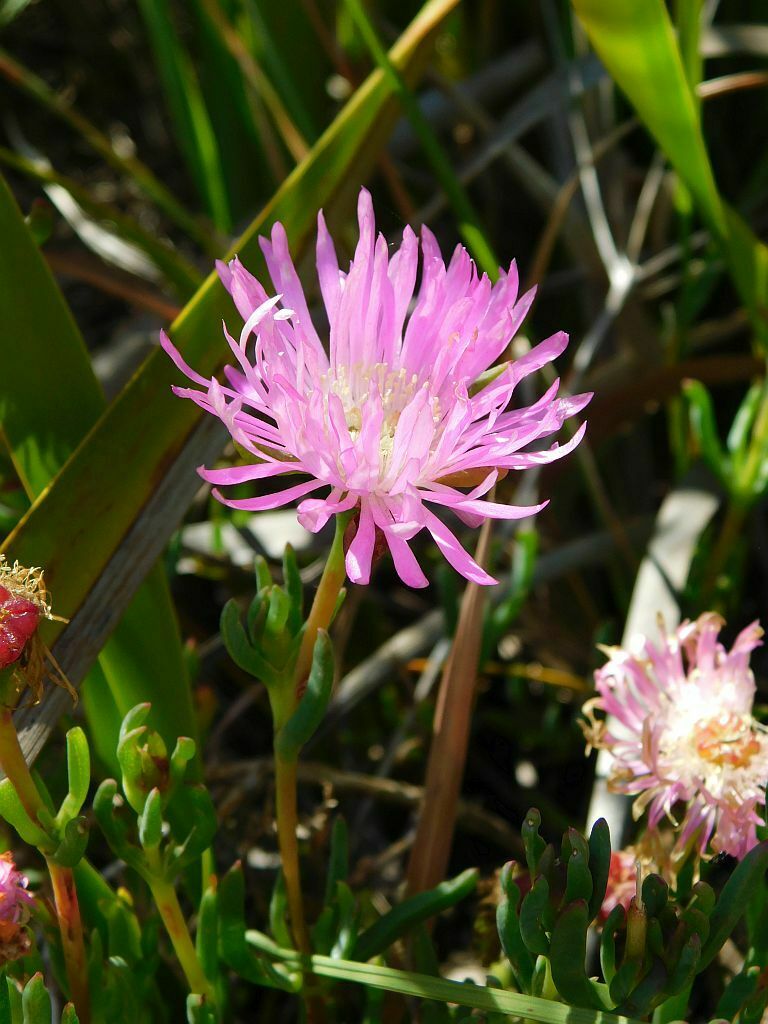Lampranthus falcatus (Lampranthus falcatus)