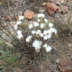 Lampranthus falcatus (Lampranthus falcatus)