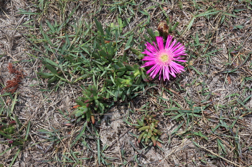Lampranthus spectabilis (Lampranthus spectabilis)
