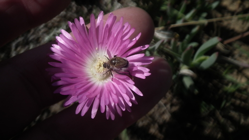 Lampranthus spectabilis (Lampranthus spectabilis)