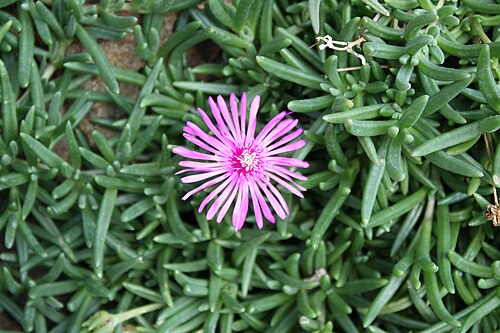 Lampranthus spectabilis: Lampranthus spectabilis