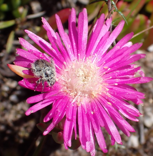 Lampranthus spectabilis (Lampranthus spectabilis)