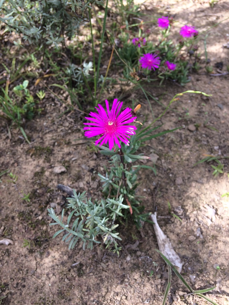 Lampranthus spectabilis (Lampranthus spectabilis)