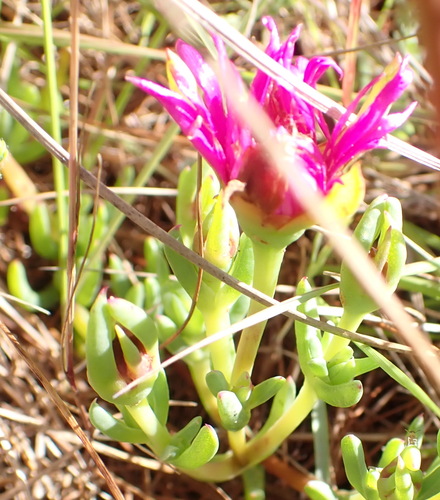 Lampranthus spectabilis (Lampranthus spectabilis)