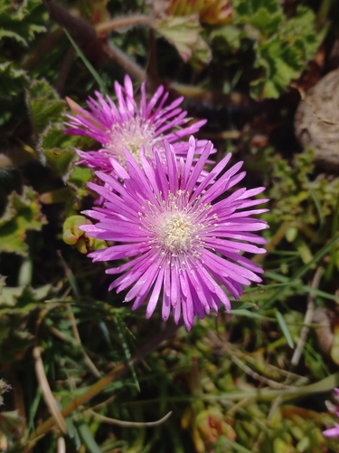 Lampranthus spectabilis (Lampranthus spectabilis)