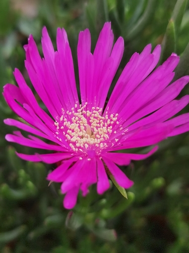 Lampranthus spectabilis (Lampranthus spectabilis)