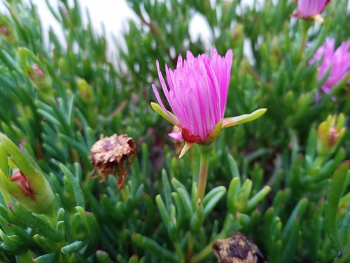 Lampranthus spectabilis (Lampranthus spectabilis)