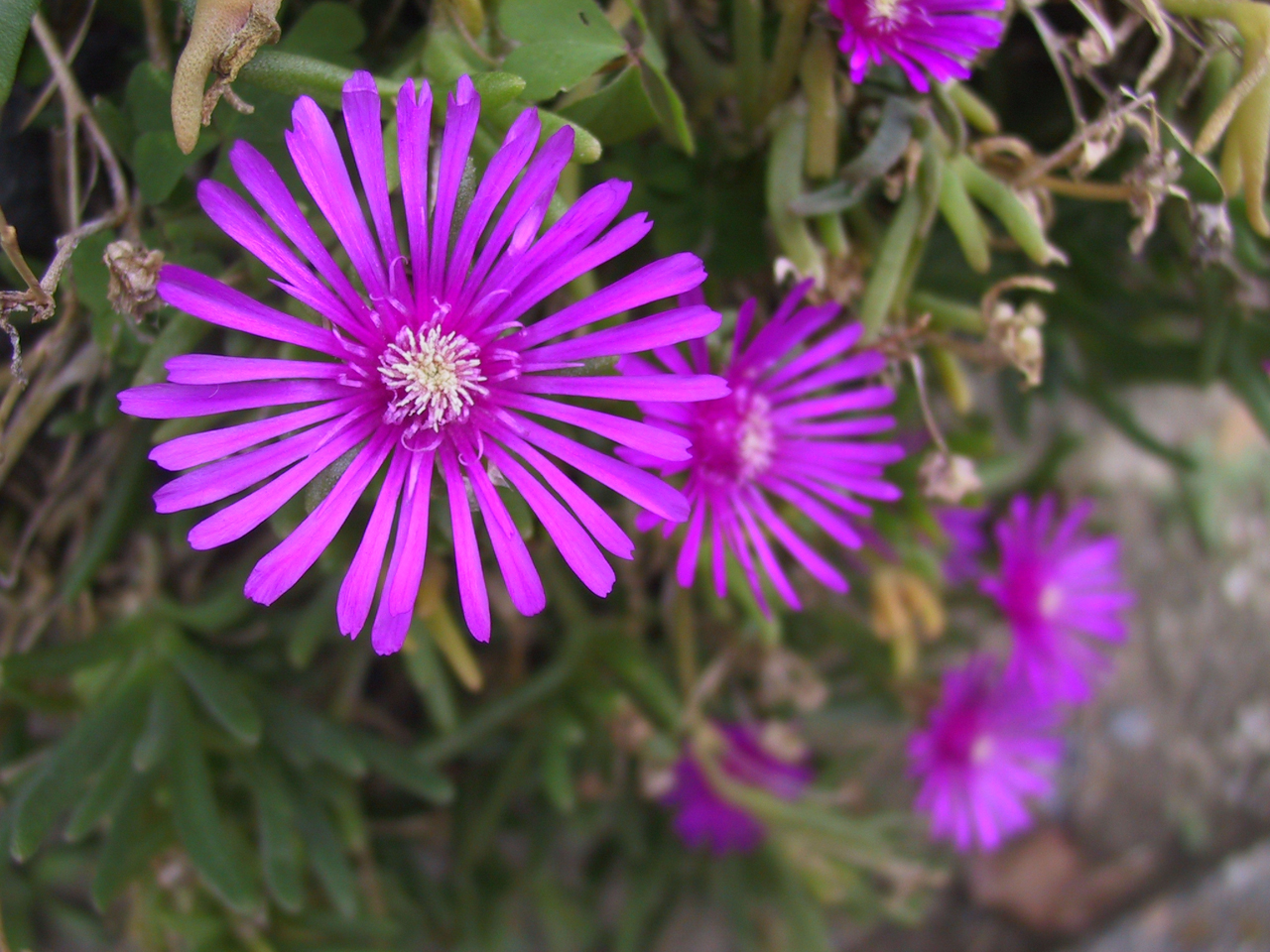 Lampranthus spectabilis: Lampranthus spectabilis