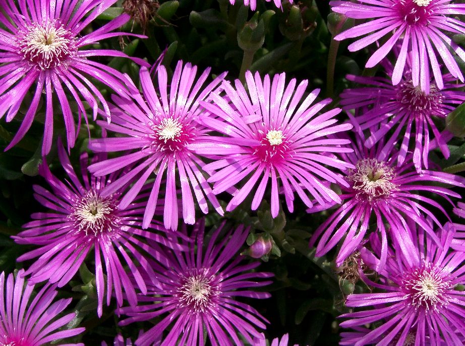 Lampranthus spectabilis: Lampranthus spectabilis