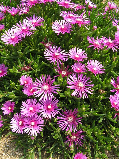 Lampranthus spectabilis: Lampranthus spectabilis