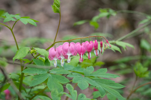 Bleeding heart (Lamprocapnos spectabilis)