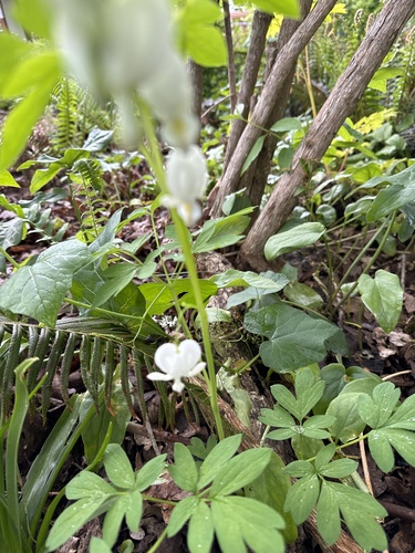 Bleeding heart (Lamprocapnos spectabilis)
