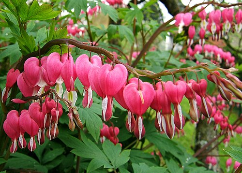 Bleeding heart: Venus's car, bleeding heart, or lyre flower