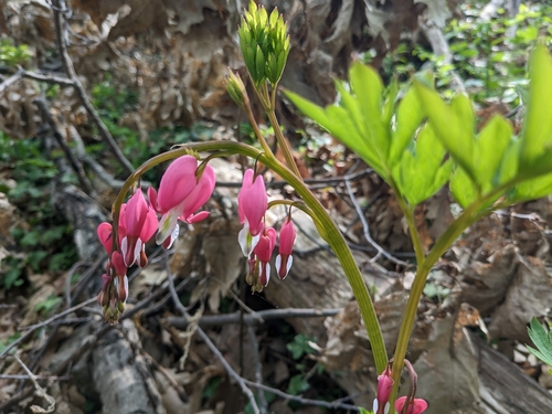Bleeding heart (Lamprocapnos spectabilis)