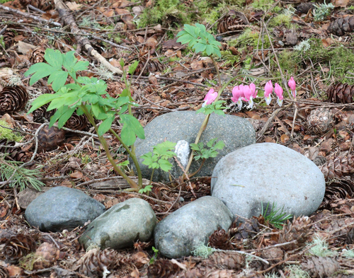 Bleeding heart (Lamprocapnos spectabilis)