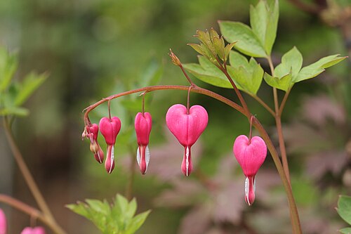 Bleeding heart: Lamprocapnos spectabilis