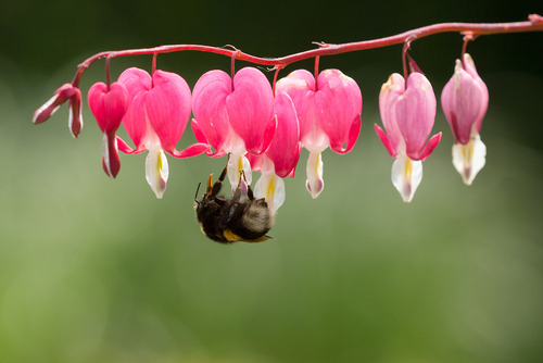 Bleeding heart (Lamprocapnos spectabilis)
