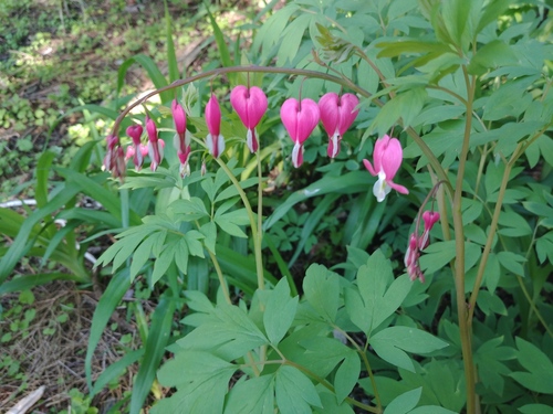 Bleeding heart (Lamprocapnos spectabilis)