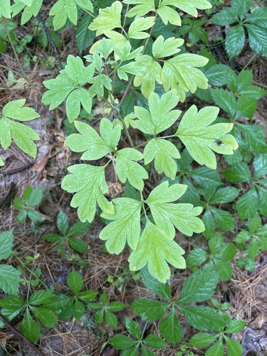 Bleeding heart (Lamprocapnos spectabilis)
