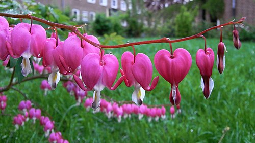 Bleeding heart: Lamprocapnos spectabilis