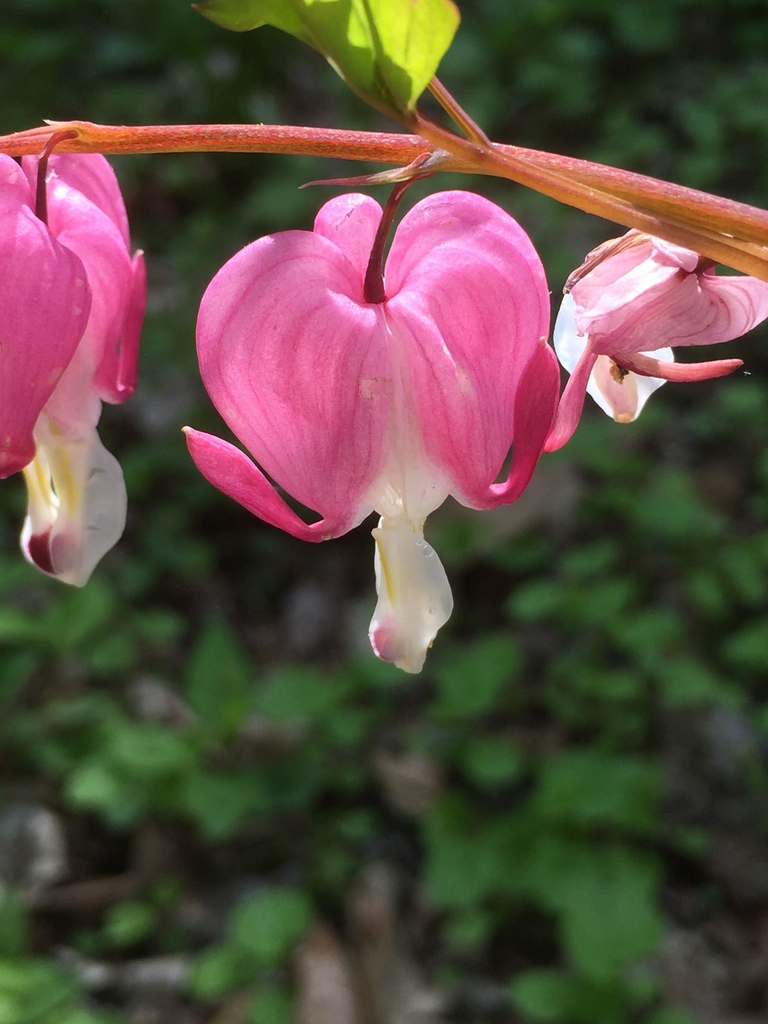 Bleeding heart (Lamprocapnos spectabilis)