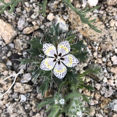 Great Basin langloisia (Langloisia setosissima)