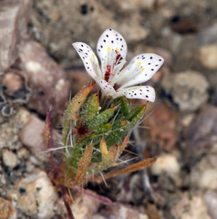 Great Basin langloisia (Langloisia setosissima)